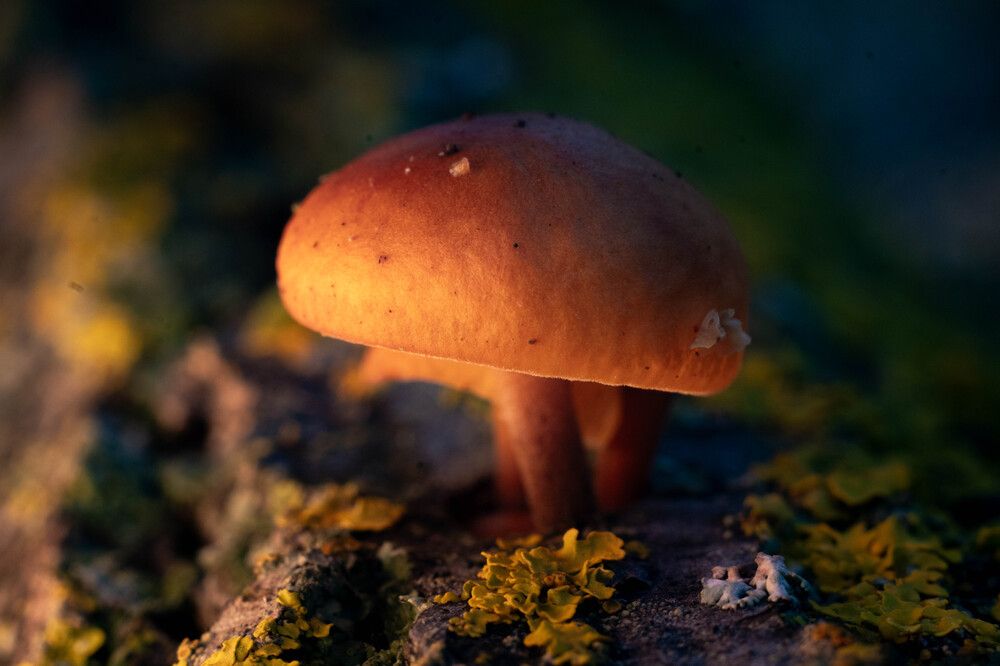 Photograph by Максим Шевченко