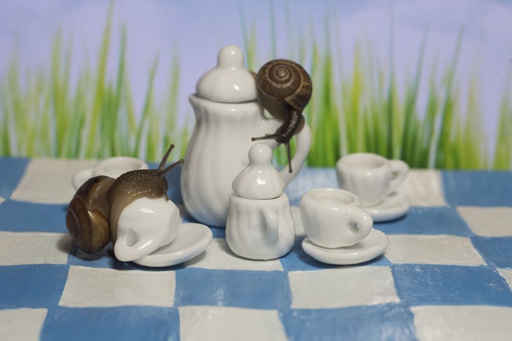 в гостях у Алисы