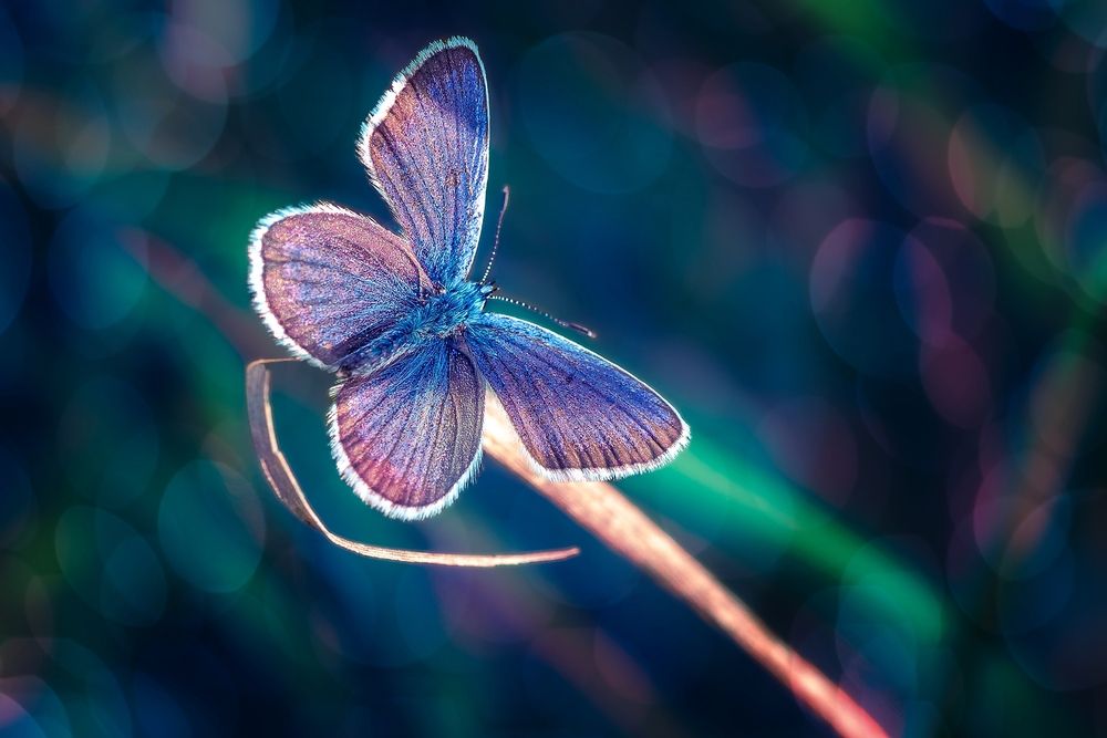 Photograph by Kveta Novotna