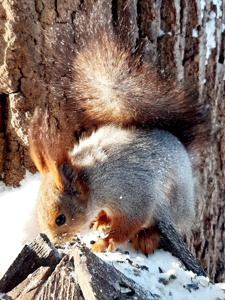 Фотография автора Наталья Шендяпина