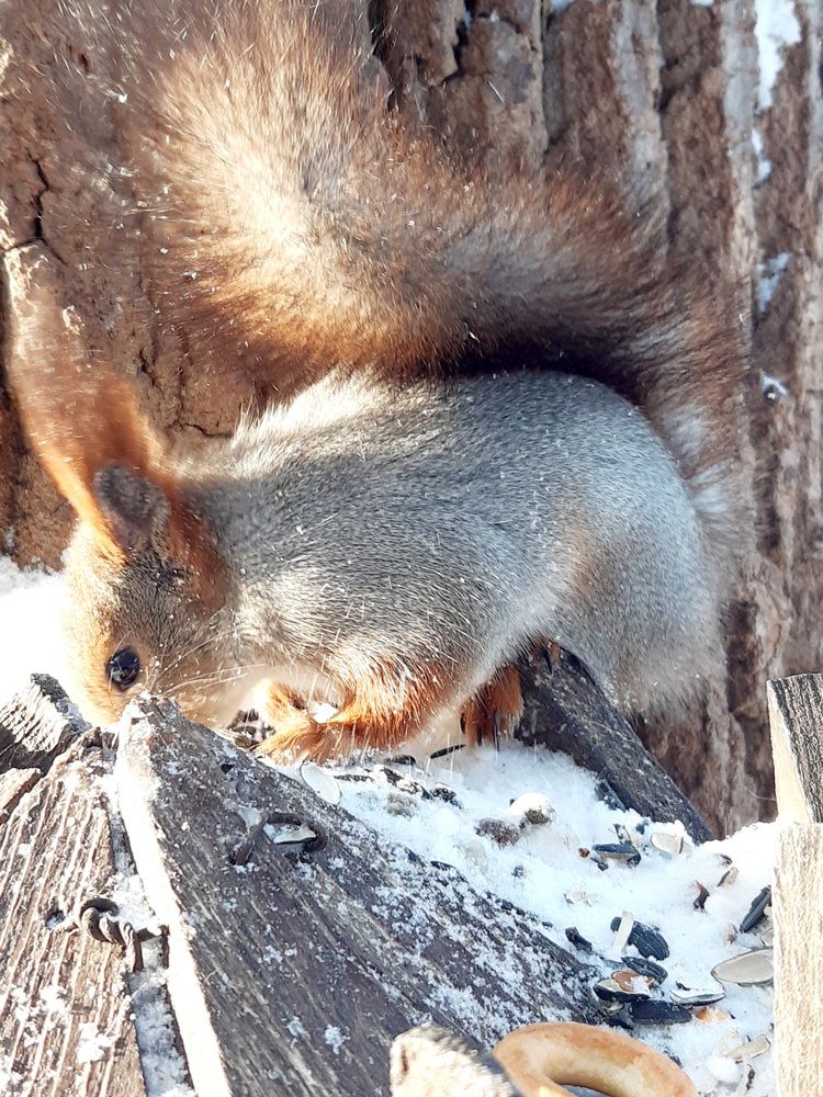 Фотография автора Наталья Шендяпина