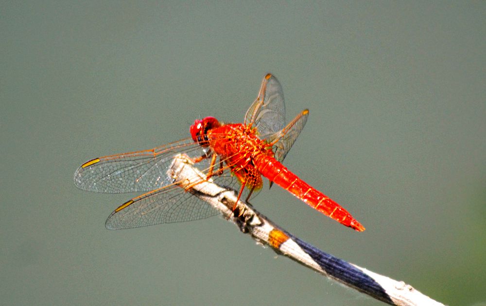 Крокотемис красный