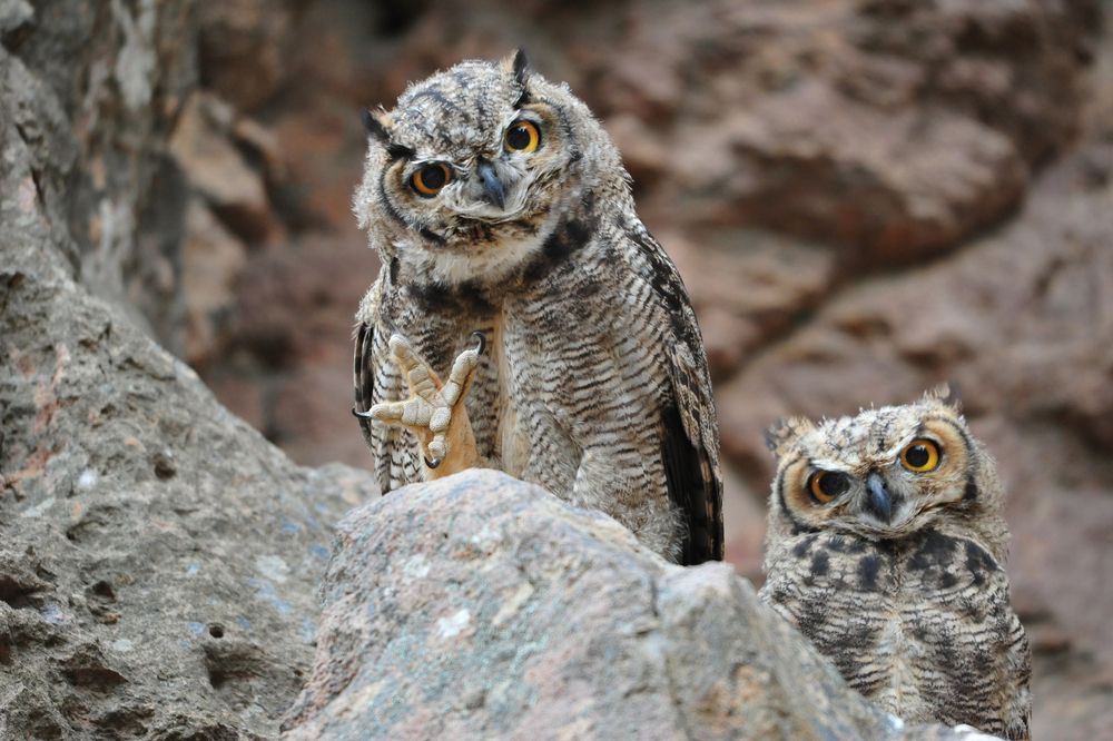 Photograph by SI SABER LOTFI