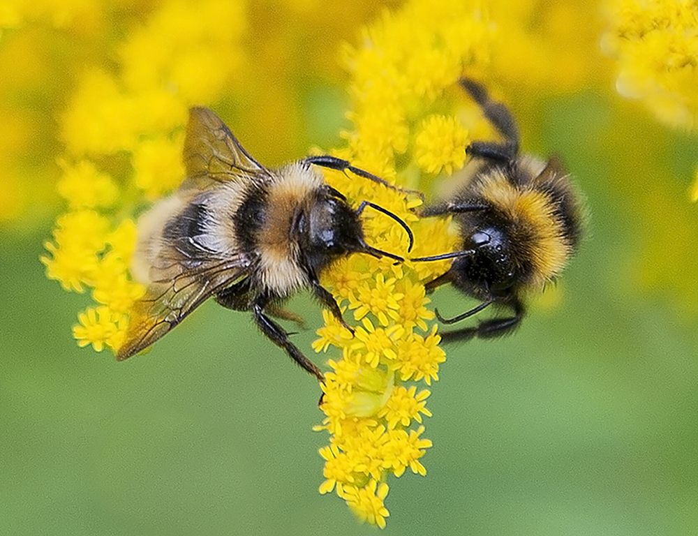 Photograph by Ольга Дядченко