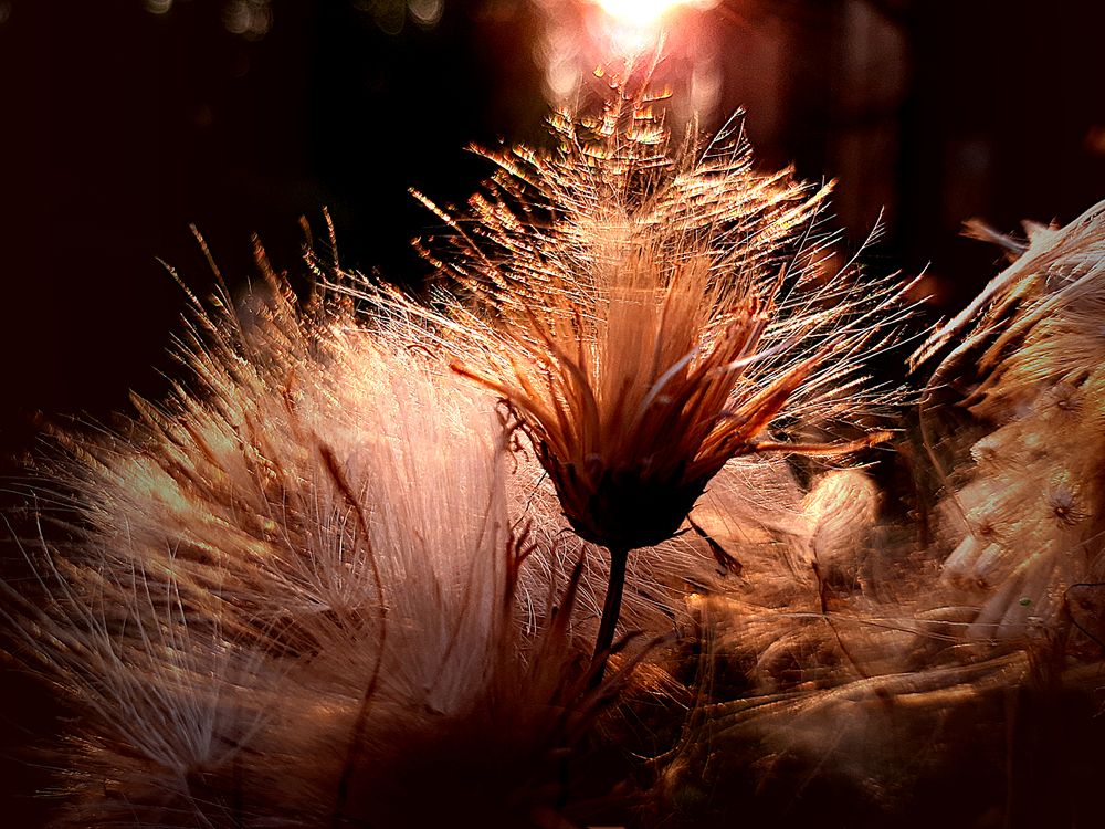 Семена Чертополоха