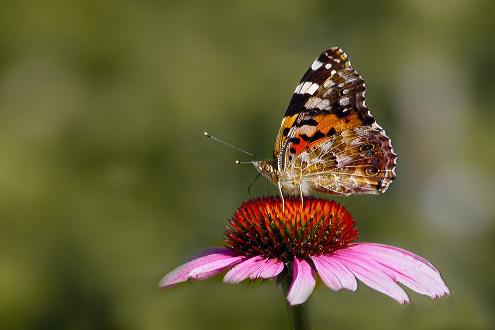 Photograph by Заболотская Ольга