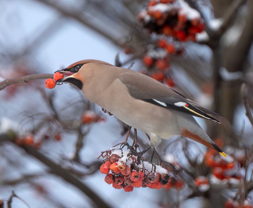 Photograph by Viktor Makarov