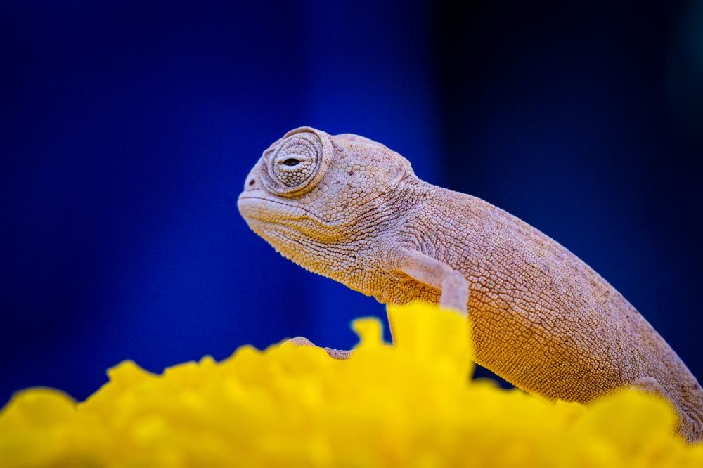 Photograph by Anas Shalash