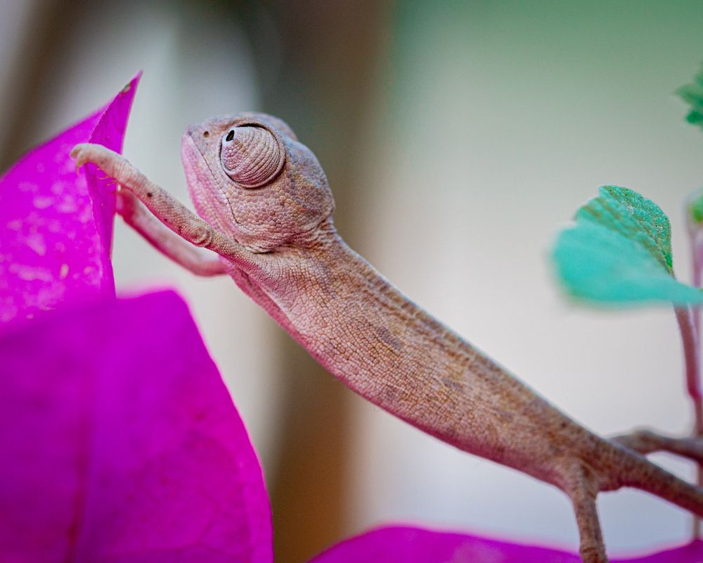 Photograph by Anas Shalash