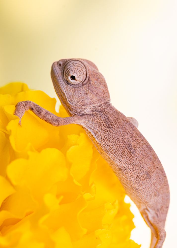 Photograph by Anas Shalash