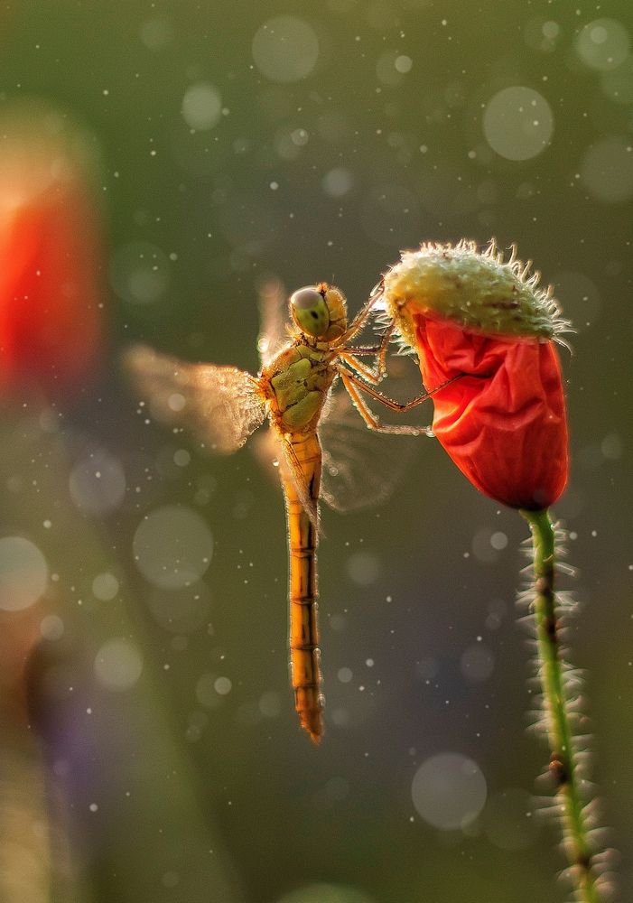 Photograph by Наталья Исиченко