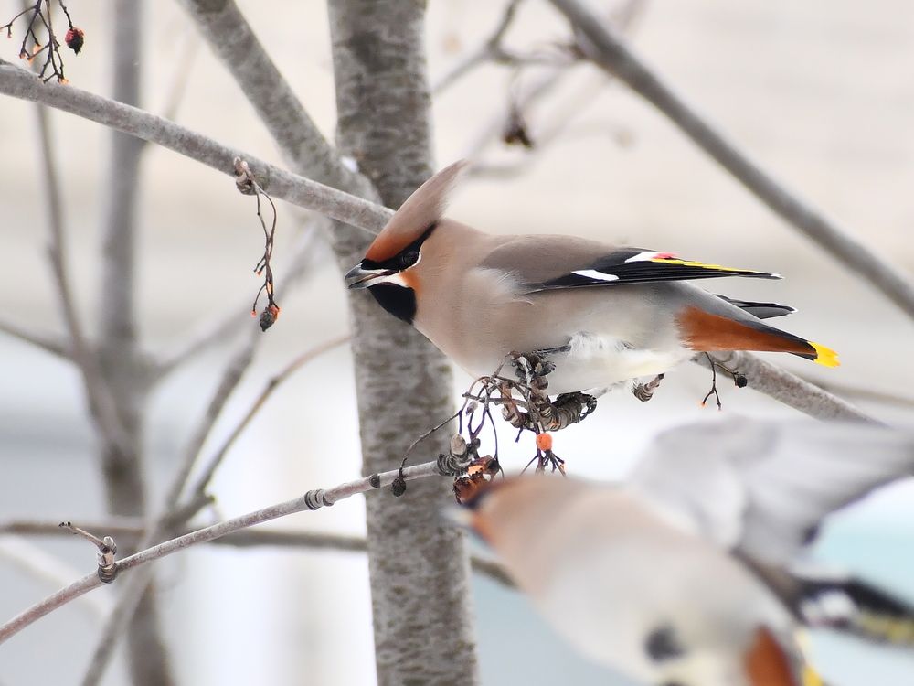 Свиристели