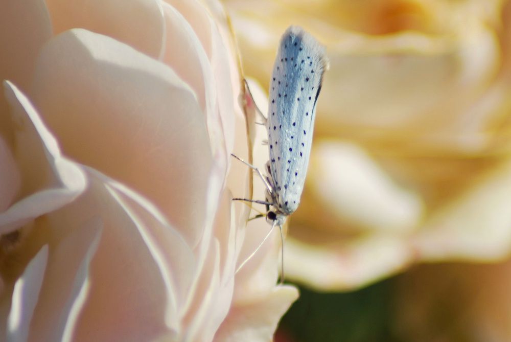 Фотография автора Наталья Липовская