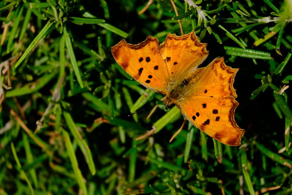 Photograph by Effie Zacharia