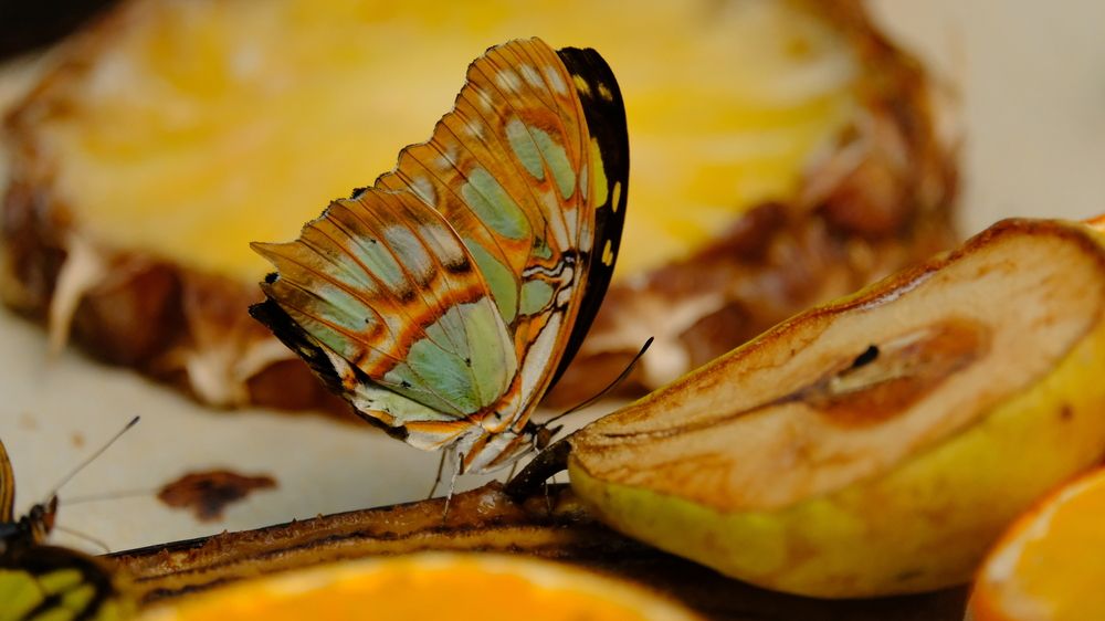 Photograph by Effie Zacharia