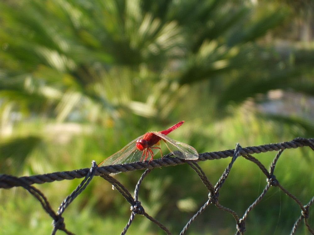 Photograph by Ana Morais