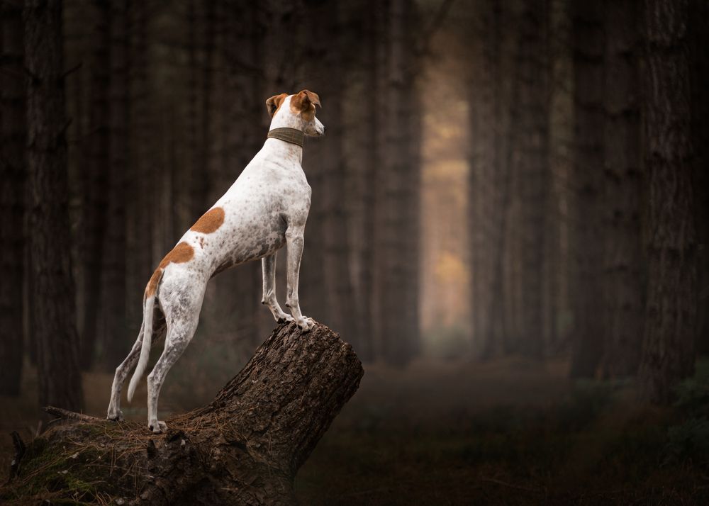 Photograph by Susan Lang