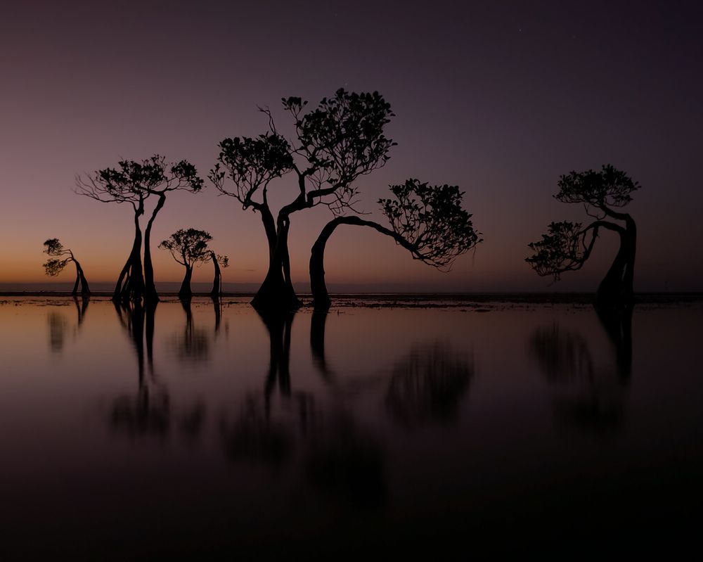 Dancing trees of Sumba