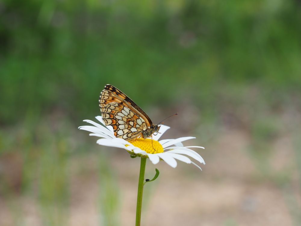 Фотография автора Татаринов Валерий