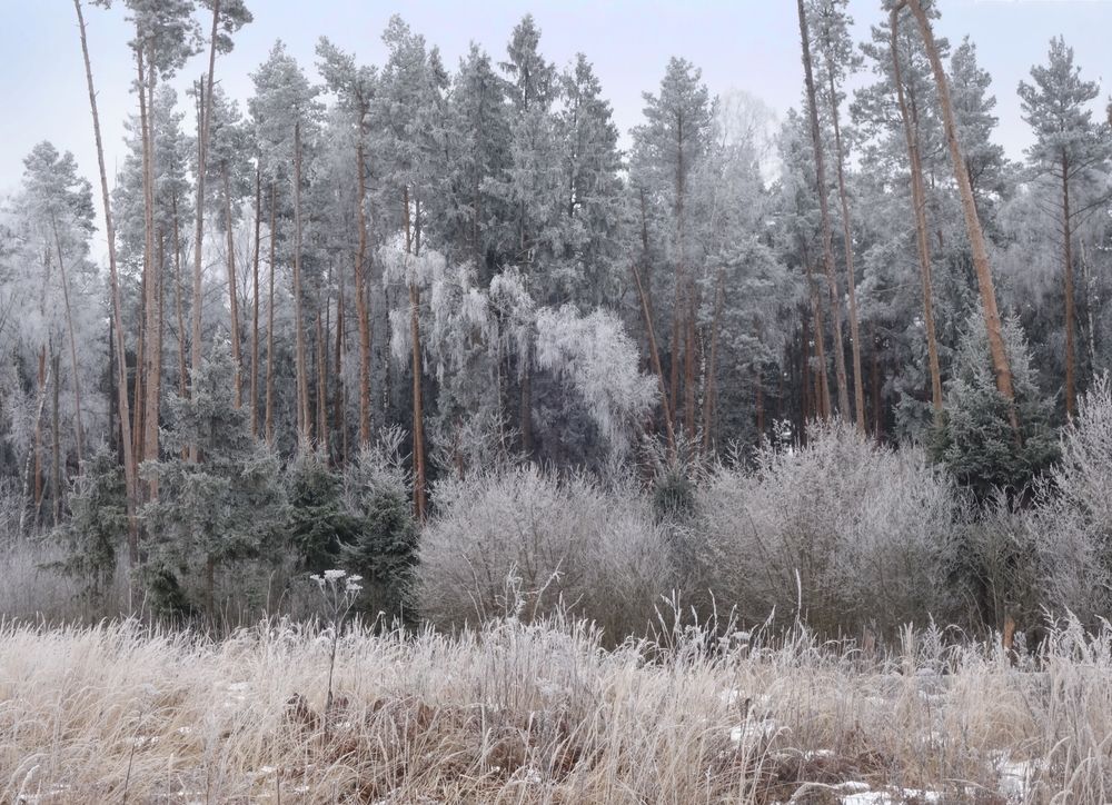 бесснежная зима