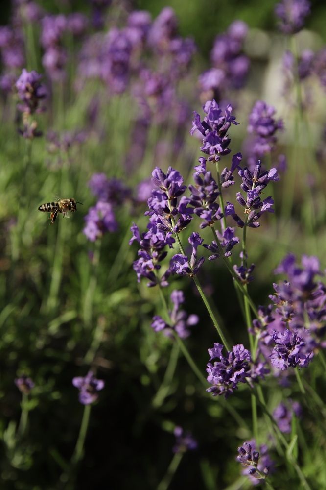 Фотография автора Наталья Боярина