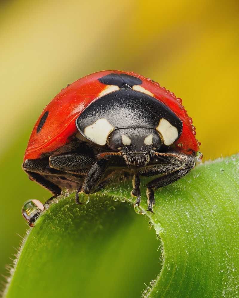 Photograph by Richard Kubica