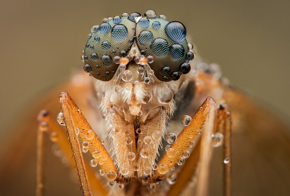 Robber fly