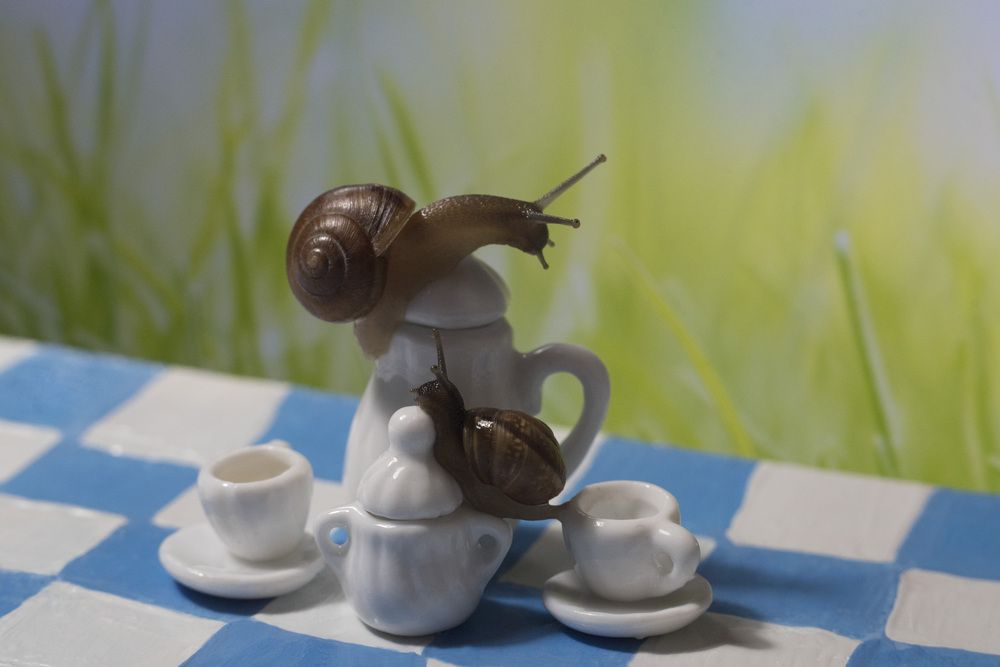 в гостях у Алисы