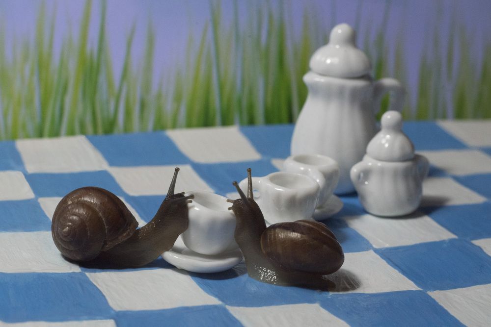 в гостях у Алисы