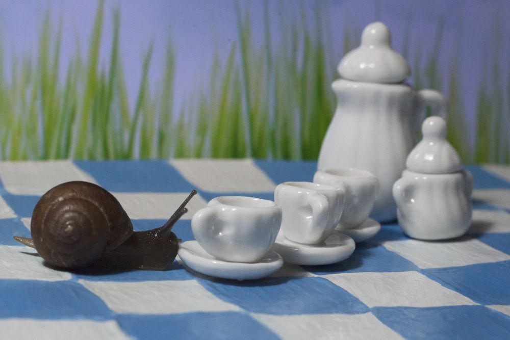 в гостях у Алисы