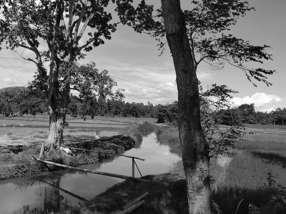 Trees And Siamang River