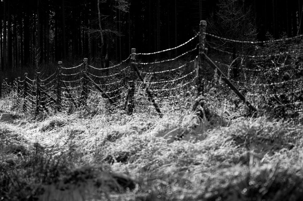 Photograph by Luis Francisco Bravo Olazabal