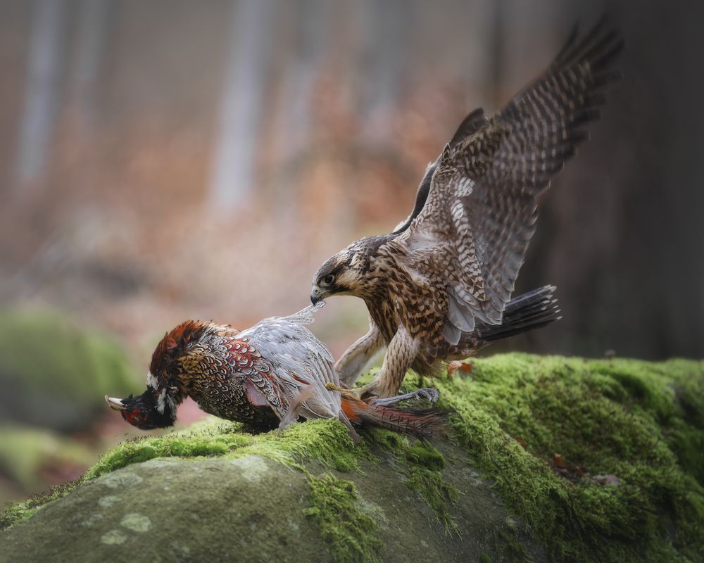 The hunter’s prize