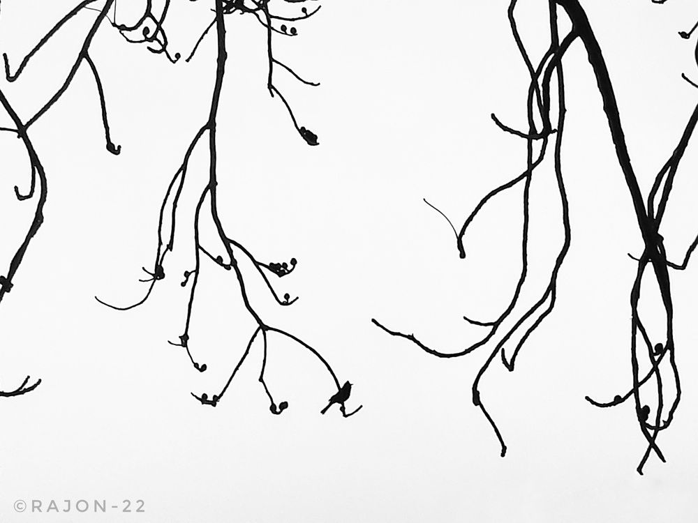 Photograph by MD SALLIM MONDAL RAJON