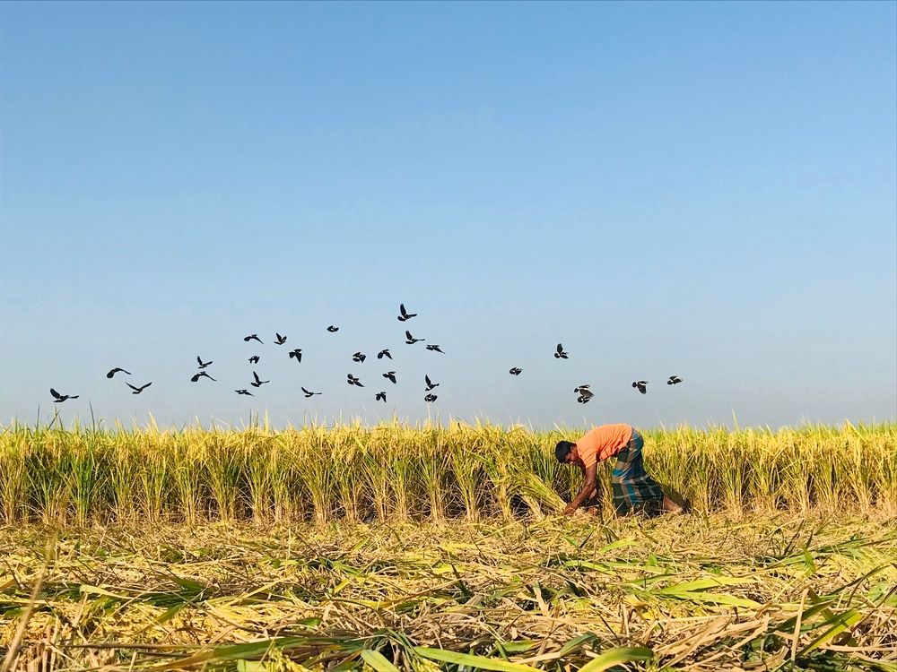 Photograph by MD SALLIM MONDAL RAJON