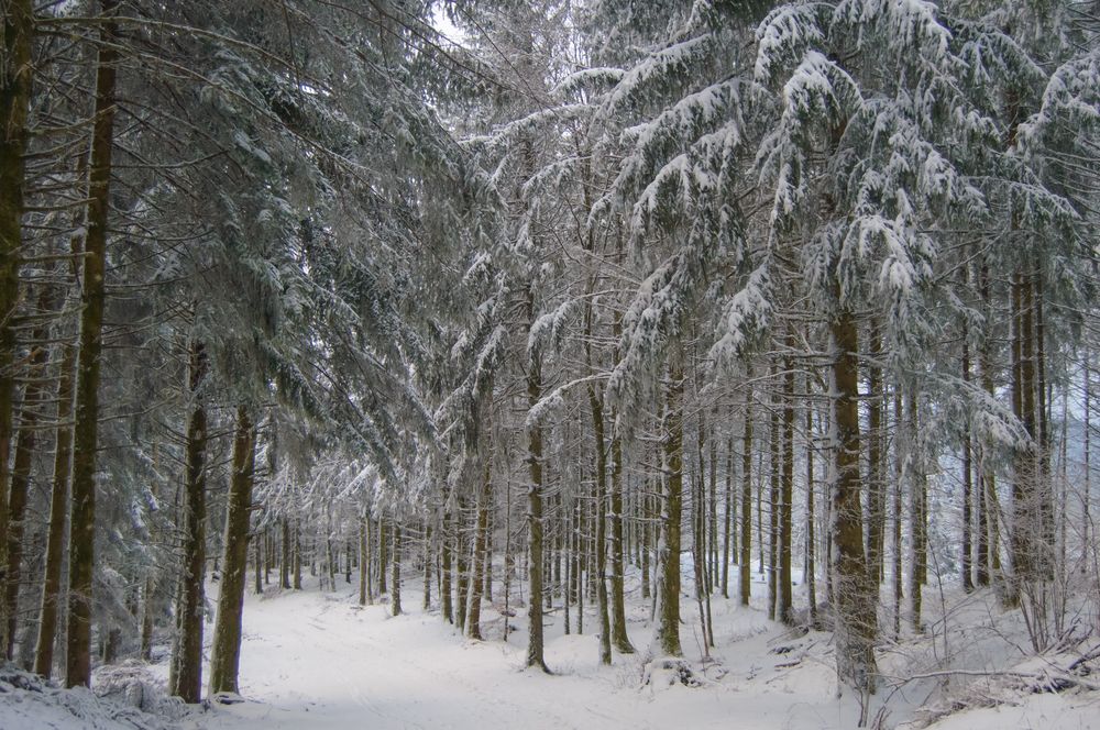 Фотография автора Вера Базилевская