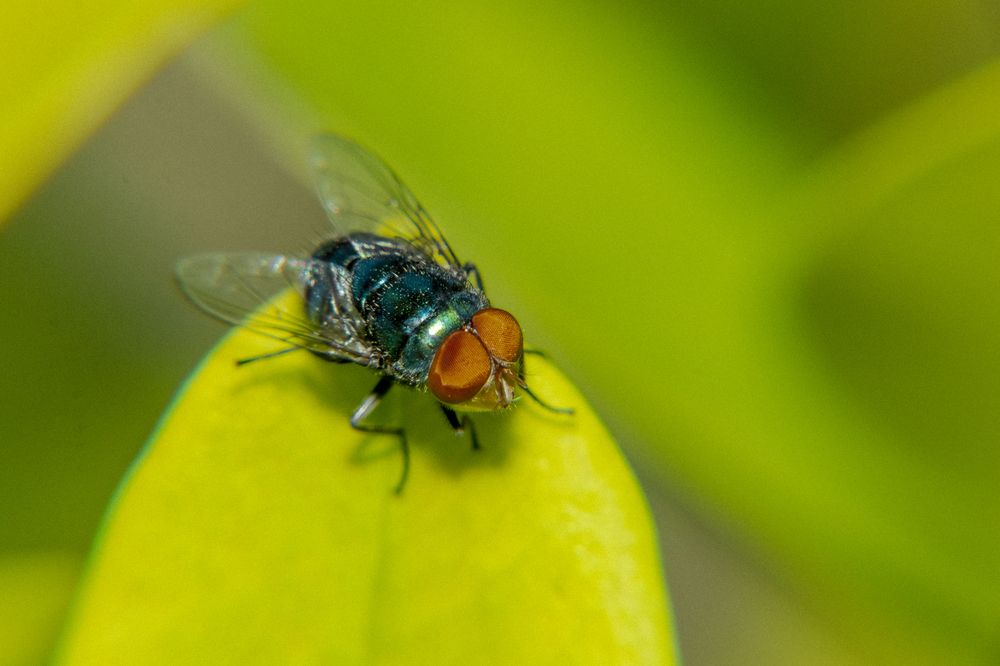 Photograph by Shalini Jain