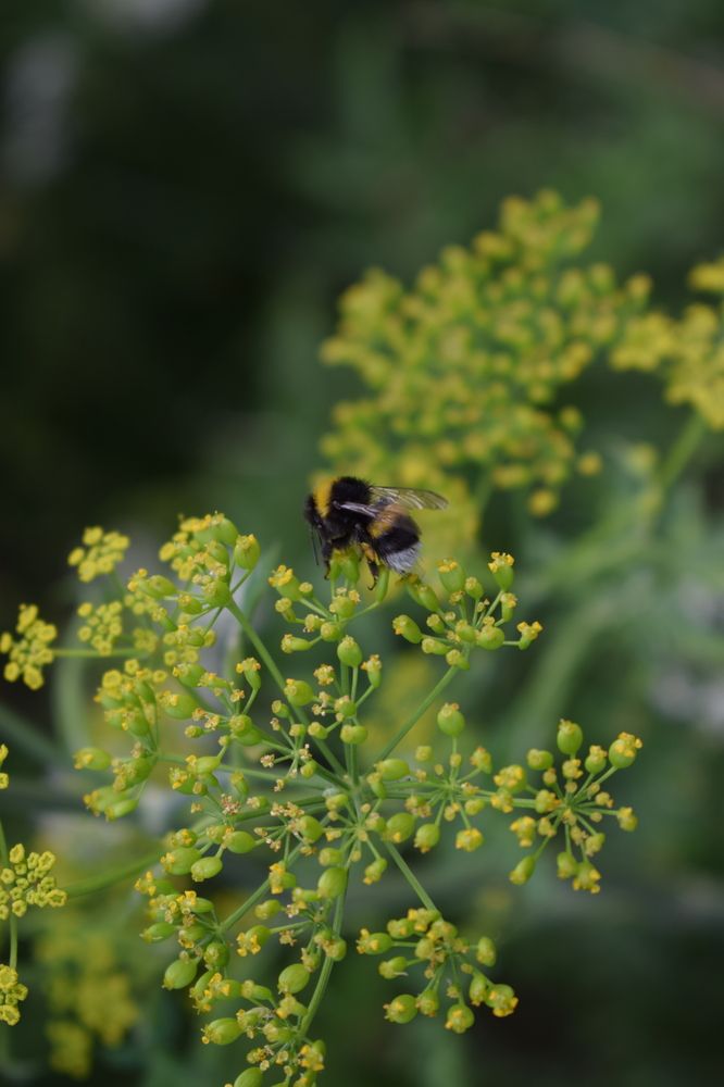 Photograph by Алена Менщикова