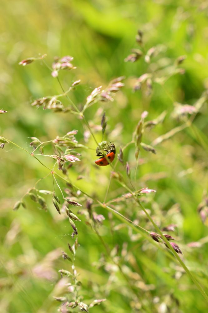 Photograph by Алена Менщикова