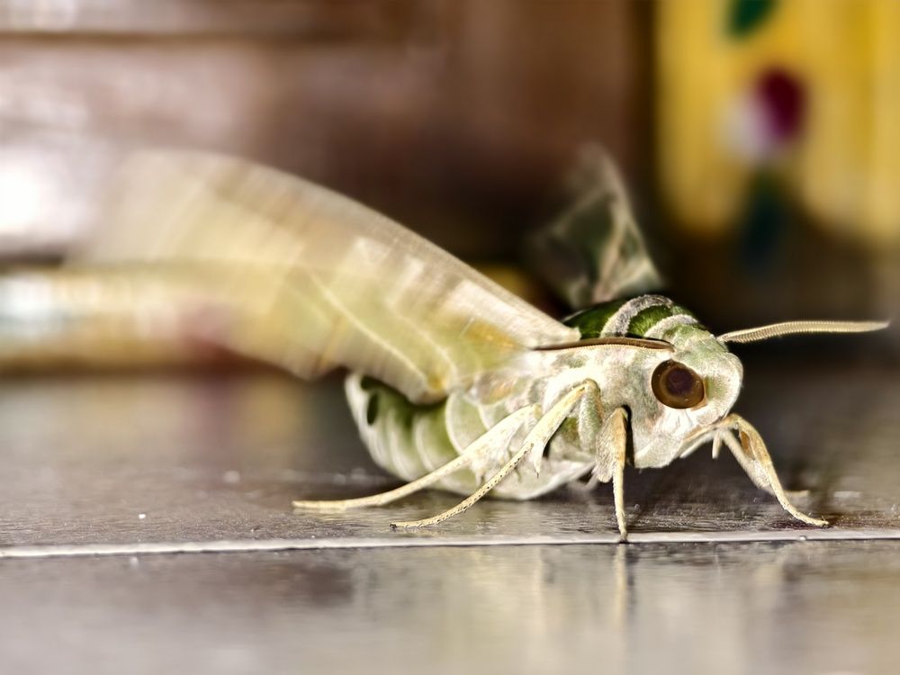 Photograph by Shalini Jain