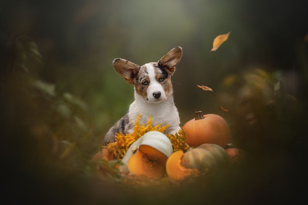 Photograph by Людмила Богуш