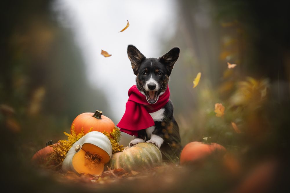 Photograph by Людмила Богуш