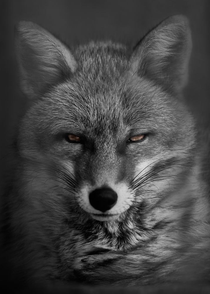 Photograph by Kaisyakuji Yushi