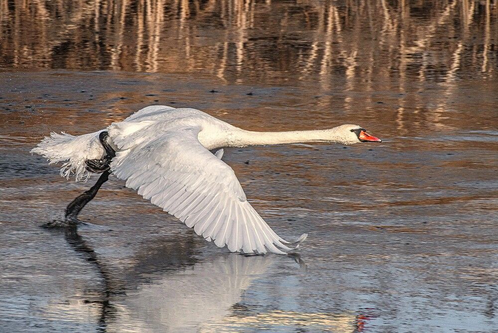 Photograph by Сиваков Алексей