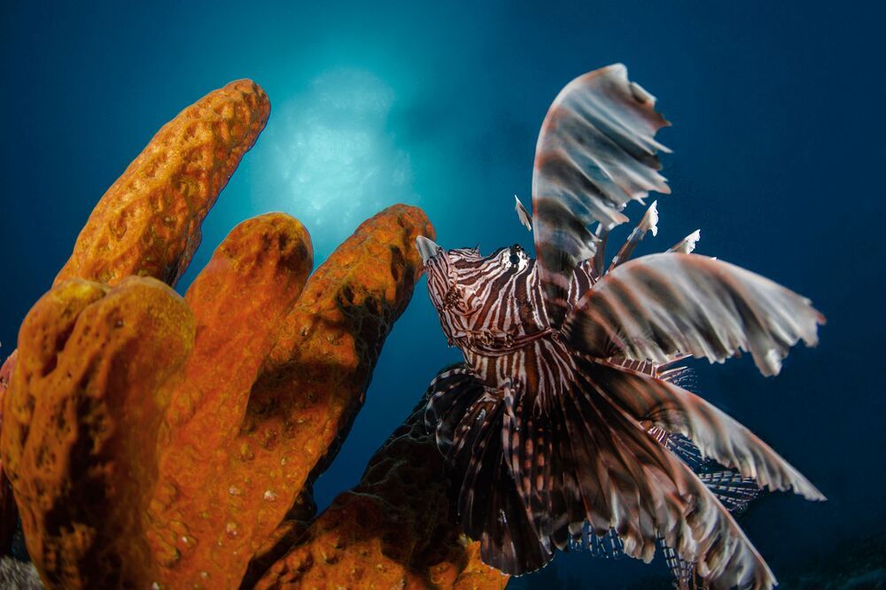 The Lion of the Ocean