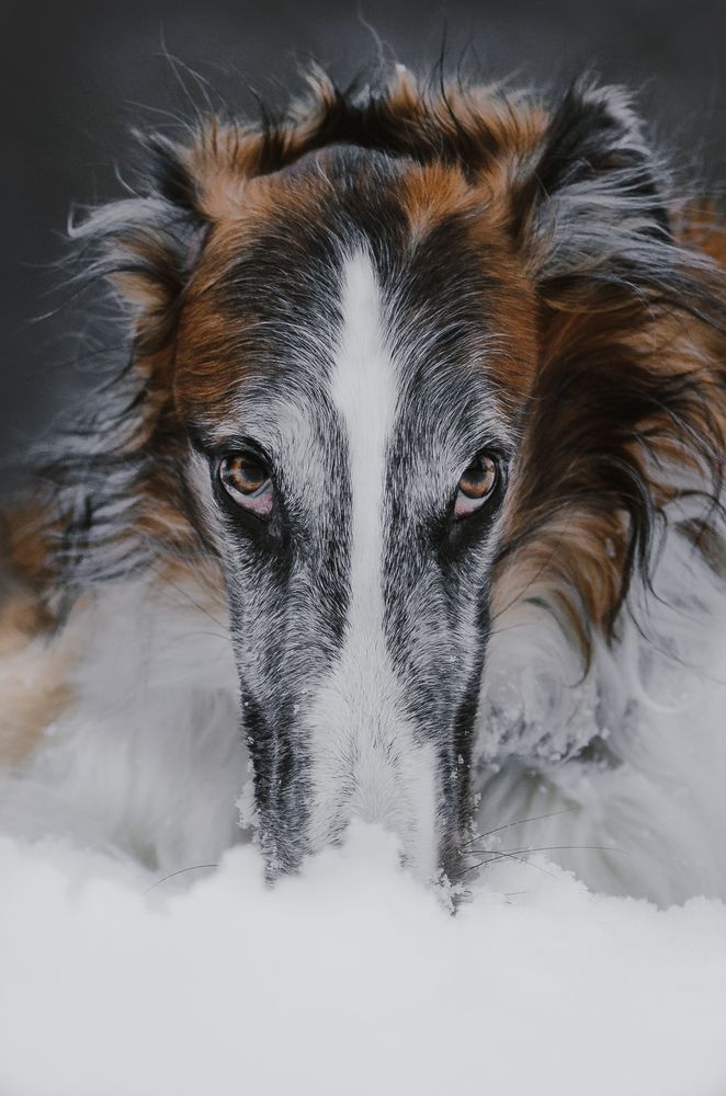 Холодный взгляд