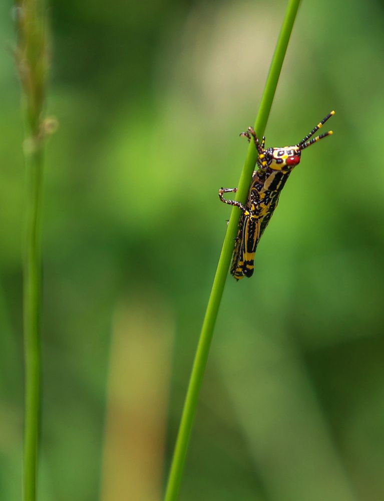 Фотография автора Romaric Ibrahim