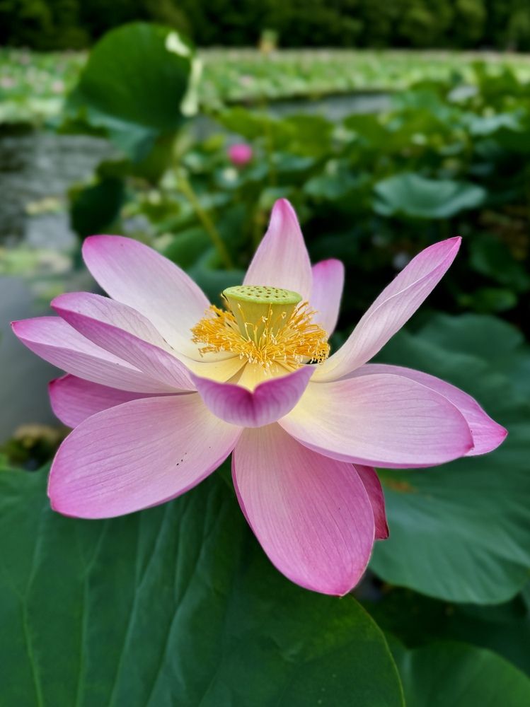 Краснокнижный цветок - лотос