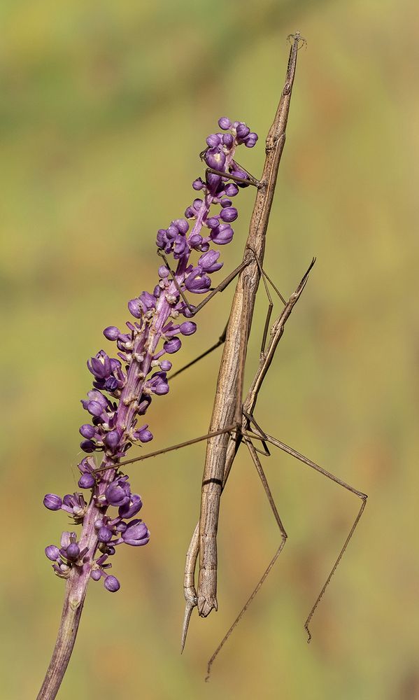 Photograph by Mario Fiorucci