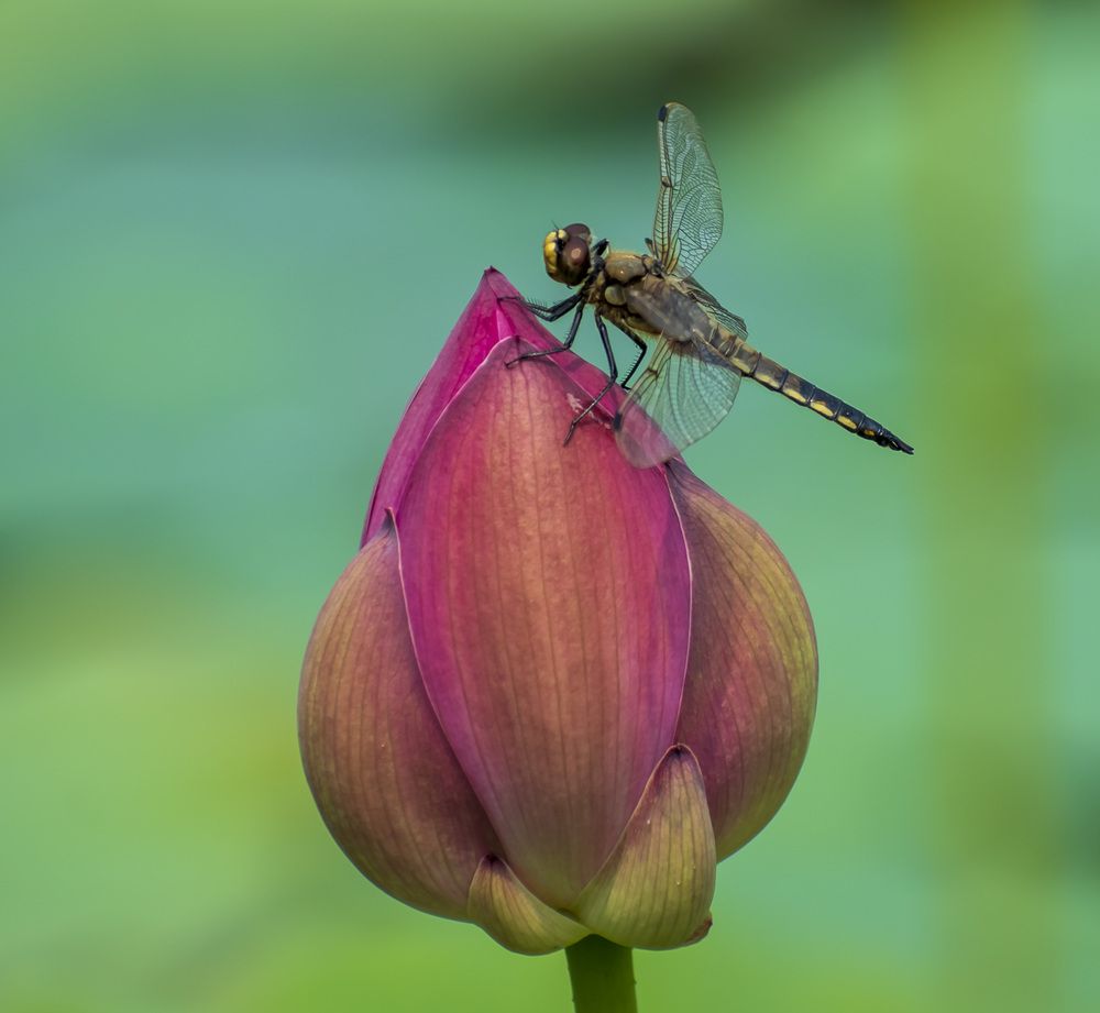 Photograph by Irina Luidinshina